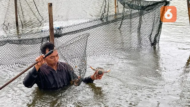 togoenlutte.org, Deli Serdang- Keberadaan hutan mangrove telah membawa berkah untuk masyarakat pesisir. Selain menjaga dari abrasi pantai, mangrove juga juga memberi nilai ekonomi bagi warga lokal, mulai dari budi daya kepiting, budi daya udang, dimanfaatkan jadi bahan pewarna batik, budi daya lebah, sampai pemanfaatan buahnya menjadi dodol dan keripik.