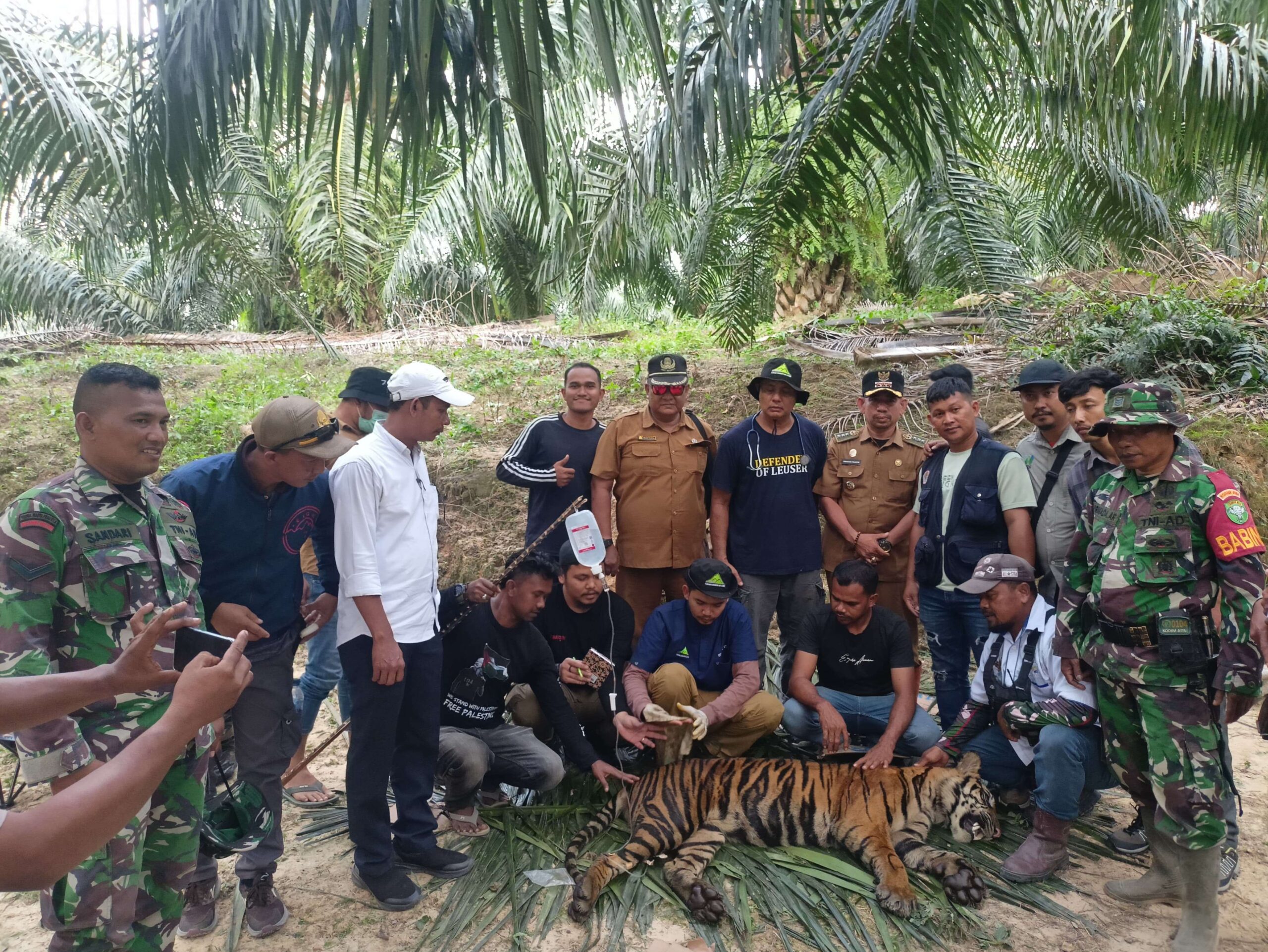 togoenlutte.org ,Aceh Timur : Satu Ekor Harimau Sumatera  (Panthera Tigris Sumatra) yang masuk perangkap dan telah memangsa 8 ternak warga akhirnya di evakuasi oleh tim Balai Konservasi Sumber Daya Alam (BKSDA) Resort Wilayah 13 Langsa Senin, (10/2/2025).