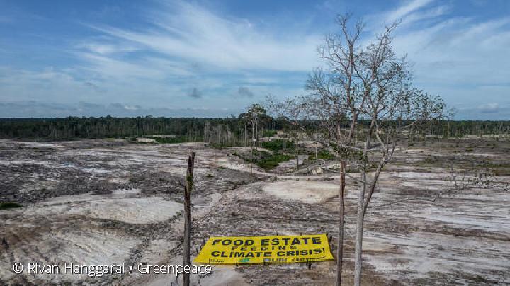 togoenlutte.org, Surabaya - Pemerintah seharusnya segera membuat aturan tata kelola hutan yang lebih jelas. Luas hutan Indonesia saat ini, yang tersisa seratusan juta hektare, bisa terus habis karena ketiadaan aturan yang jelas di mana sebagian program pemerintah pun kerap membuka lahan di hutan. 