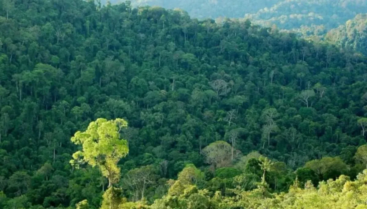 Samarinda - Pemerintah Provinsi Kalimantan Timur bersama Direktorat Jenderal Planologi Kehutanan Kementerian Kehutanan Republik Indonesia menyepakati pelaksanaan kegiatan penguatan perencanaan dan pengelolaan hutan di luar kawasan hutan bernilai konservasi tinggi di wilayah Kalimantan Timur.
