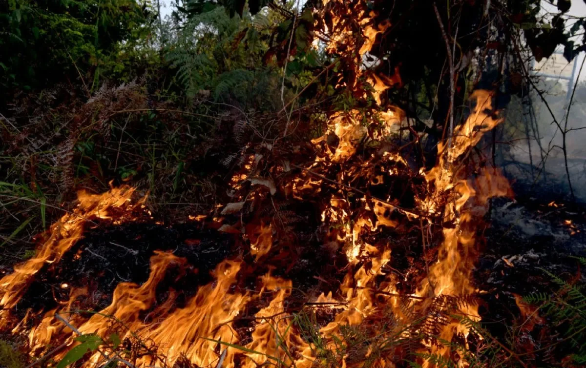 Pekanbaru  - Kebakaran hutan dan lahan sejak awal tahun 2021 sampai sekarang sudah mencakup area seluas 657,71 hektare di wilayah Provinsi Riau menurut data Badan Penanggulangan Bencana Daerah (BPBD) setempat.