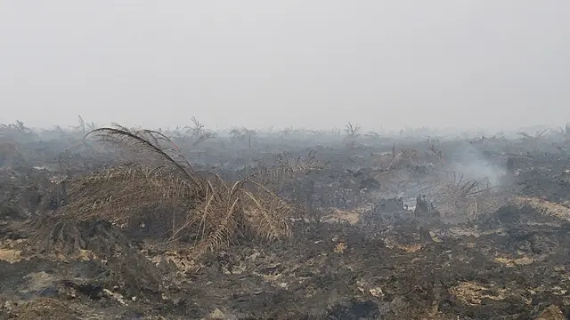 togoenlutte.org, Jakarta Kementerian Lingkungan Hidup (KLH) menghimbau agar segenap pelaku industri sawit saling berkoordinasi serta melakukan konsolidasi dengan Gabungan Pengusaha Kelapa Sawit Indonesia