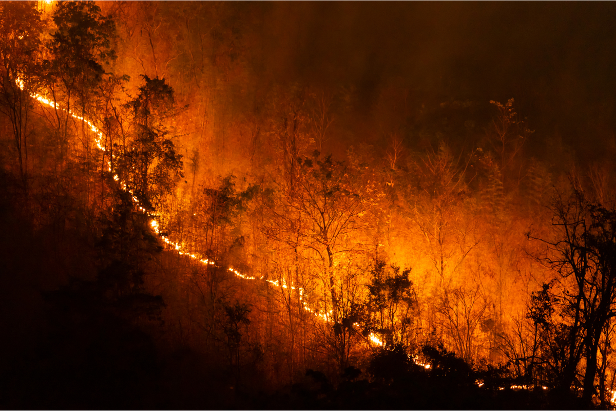 Kebakaran hutan merupakan salah satu masalah lingkungan dan kesehatan yang serius di seluruh dunia. Setiap tahunnya, diperkirakan sekitar satu miliar orang di seluruh dunia terpapar asap dari kebakaran hutan dan lahan