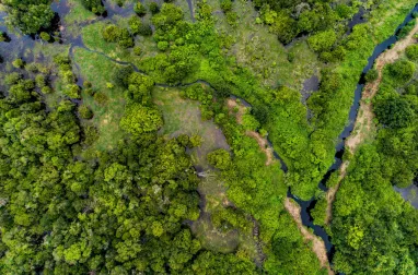 Tahun penuh harapan dan kesulitan bagi hutan dunia
