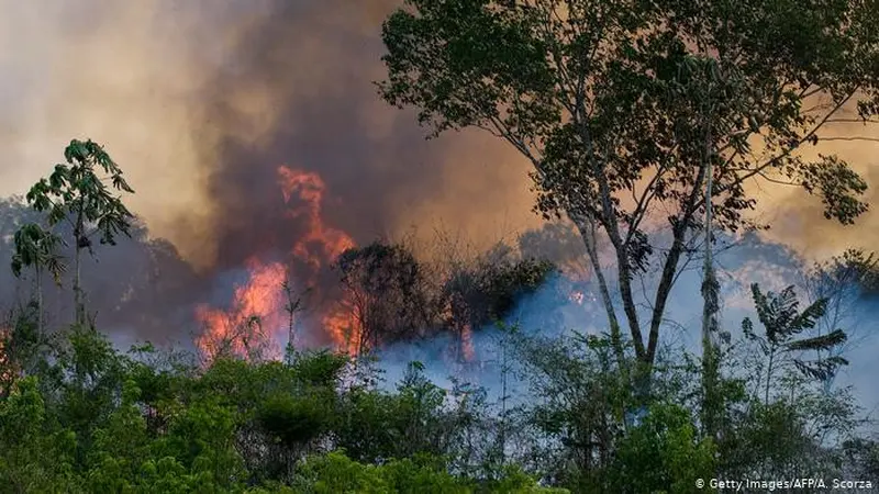 Hutan hujan Amazon Brasil dilanda kebakaran terparah dalam sejarah, menimbulkan kekhawatiran besar terhadap dampaknya terhadap lingkungan, keanekaragaman hayati, dan perubahan iklim global.