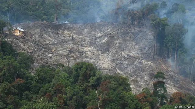 Pada awal Juli 2024, situasi kebakaran hutan dan lahan di Riau kembali menunjukkan peningkatan yang signifikan. Data dari Badan Penanggulangan Bencana Daerah (BPBD) dan Badan Nasional Penanggulangan Bencana (BNPB) mencatat bahwa jumlah titik panas dan kebakaran yang terdeteksi di provinsi tersebut melonjak drastis dibandingkan bulan-bulan sebelumnya.