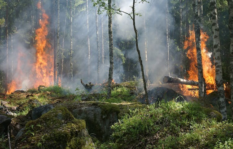 Kebakaran hutan merupakan masalah lingkungan yang serius dan sering terjadi di berbagai belahan dunia, terutama saat musim kemarau panjang atau karena faktor manusia. Selain menyebabkan kerusakan ekosistem dan hilangnya keanekaragaman hayati, polusi udara yang dihasilkan dari kebakaran hutan juga memiliki dampak kesehatan yang sangat berbahaya, terutama bagi sistem kardiovaskular.