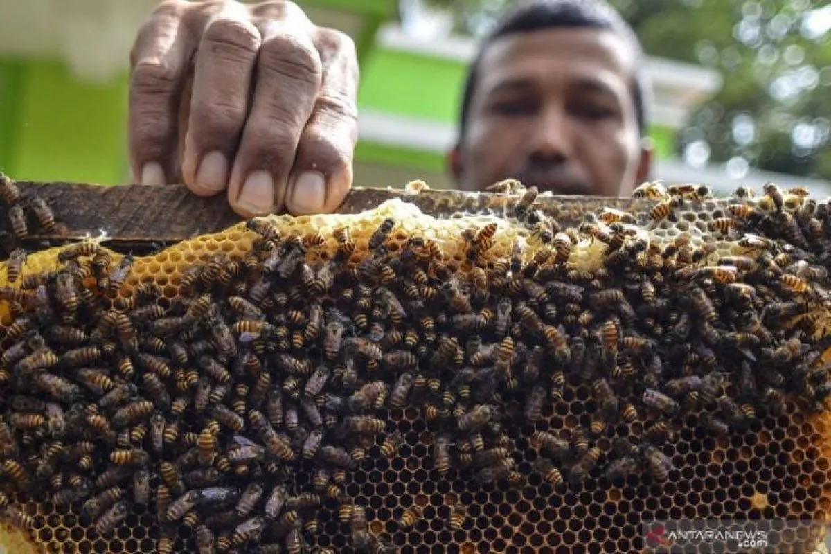 Madu hutan terkenal dengan kandungan alami yang kaya dan manfaat kesehatan yang luar biasa. Berikut adalah 10 manfaat madu hutan untuk kesehatan tubuh: