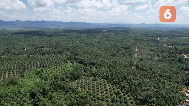Hutan Tanaman Industri (HTI) memiliki potensi besar sebagai modal transisi menuju energi terbarukan yang berkelanjutan. Berikut penjelasan tentang bagaimana HTI bisa berkontribusi dalam proses tersebut: