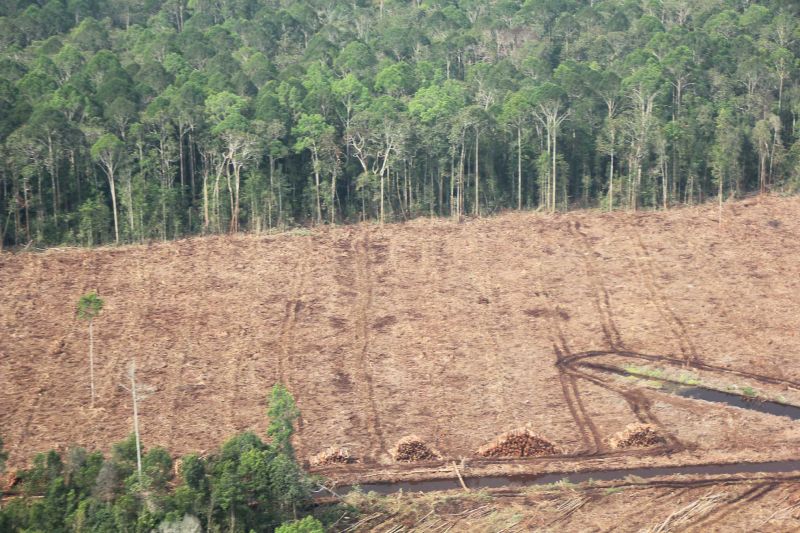Restorasi hutan harus menentukan pertukaran antara tujuan kelestarian lingkungan dan produksi kayu