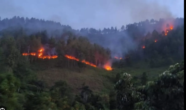 Hutan di Samosir Terbakar, Dampak Buruk Ini Mengancam Warga Sumatera