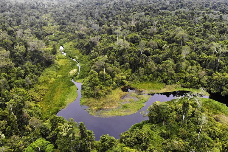 Restorasi hutan dan lahan bekas tambang merupakan langkah penting dalam upaya konservasi dan pemulihan ekosistem yang rusak akibat aktivitas manusia. Kegiatan ini tidak hanya bertujuan untuk mengembalikan fungsi ekologis lahan, tetapi juga memastikan keberlanjutan keanekaragaman hayati serta manfaat ekonomi dan sosial bagi masyarakat sekitar.