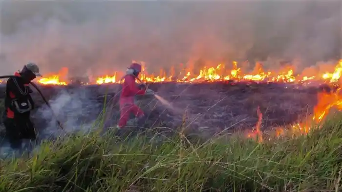Sumatera Barat sedang menghadapi situasi serius terkait kebakaran hutan dan lahan yang meluas di beberapa wilayah. Kebakaran ini menyebabkan dampak besar terhadap lingkungan, kesehatan masyarakat, serta kehidupan sosial dan ekonomi masyarakat setempat.